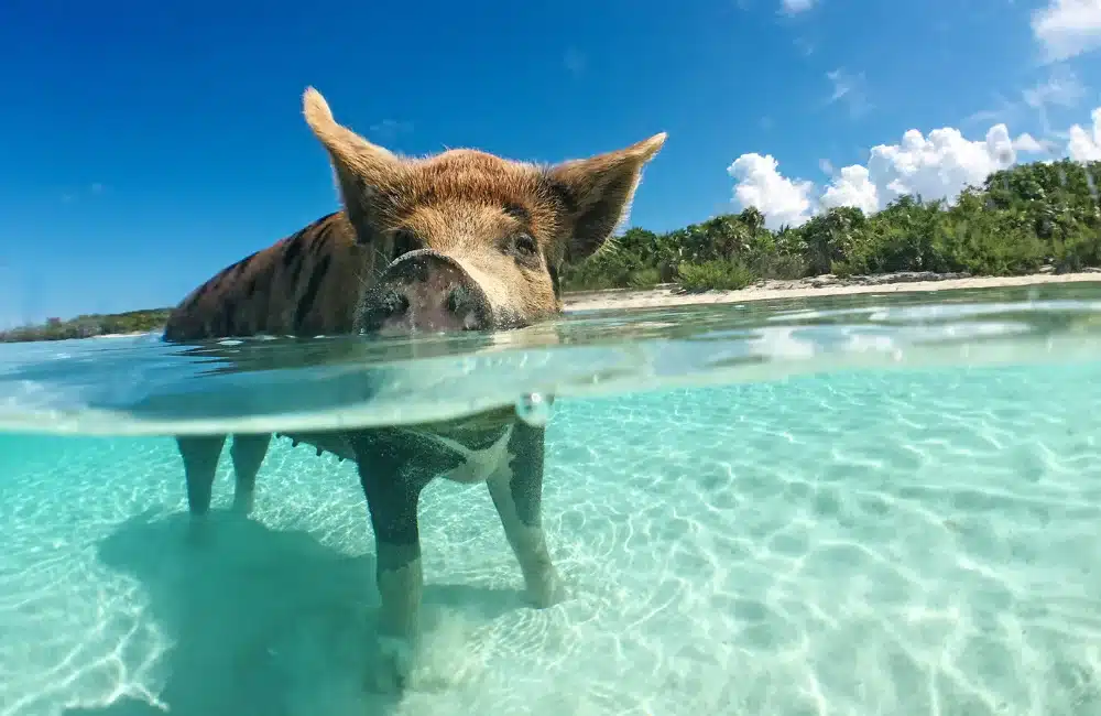 Koh Mudsum