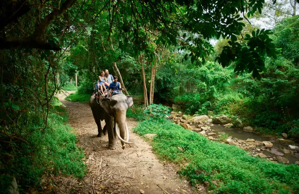 Samui Elephant Haven
